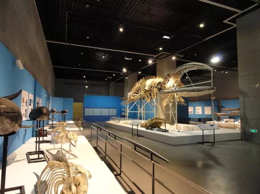 《神秘辽西——辽宁中生代古生物化石展》(浙江自然博物馆)《鲸的故事