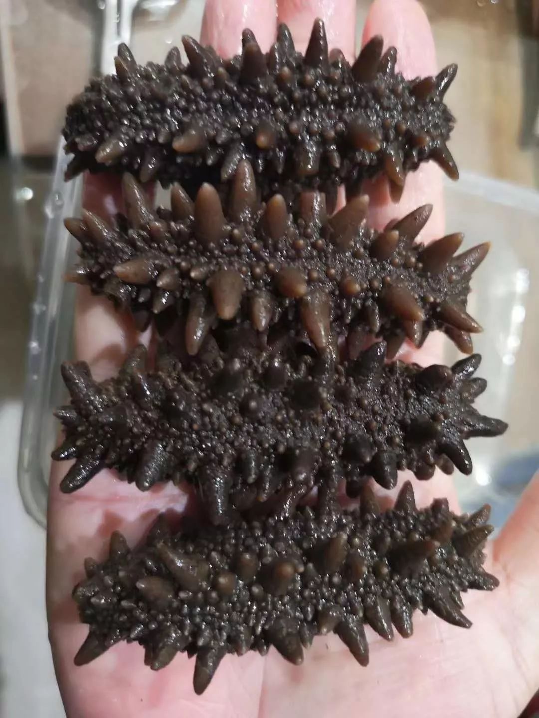 俄罗斯海参"黑幕",太可怕了!