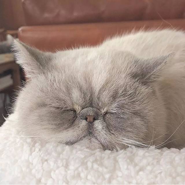 猫事| 从未见过如此可爱的加菲猫