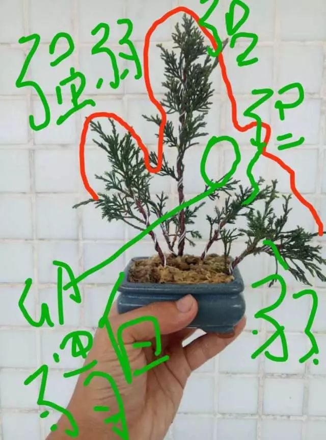 扦插仅三年的济州真柏苗就敢做盆景,真人秀教你如何实现!