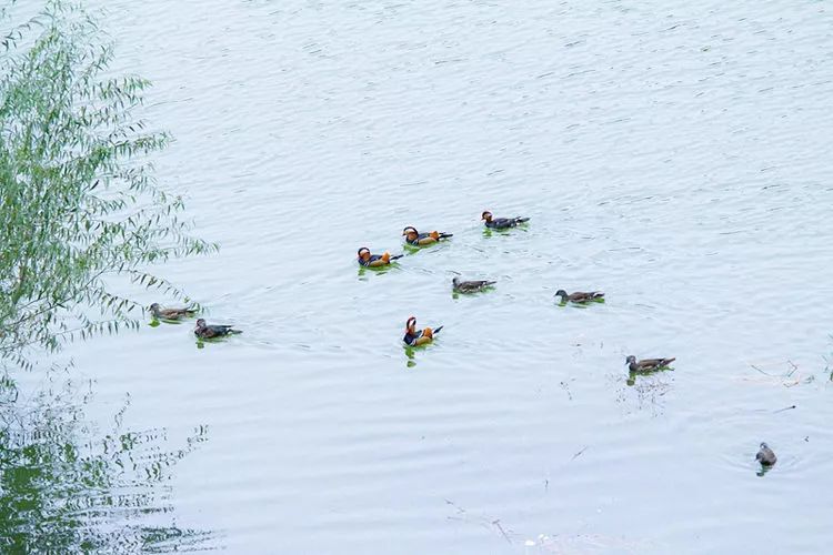 商洛南秦水库好生态,鸳鸯成群来嬉戏