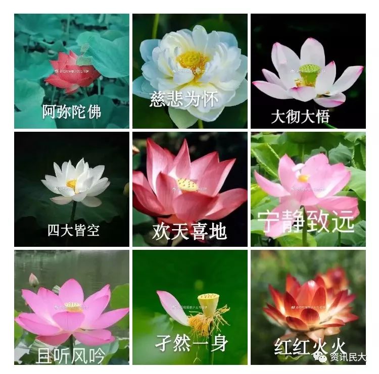 Ⅱ谁说单身没本事明明就是凭本事单身而且这次就不是换个头像就能