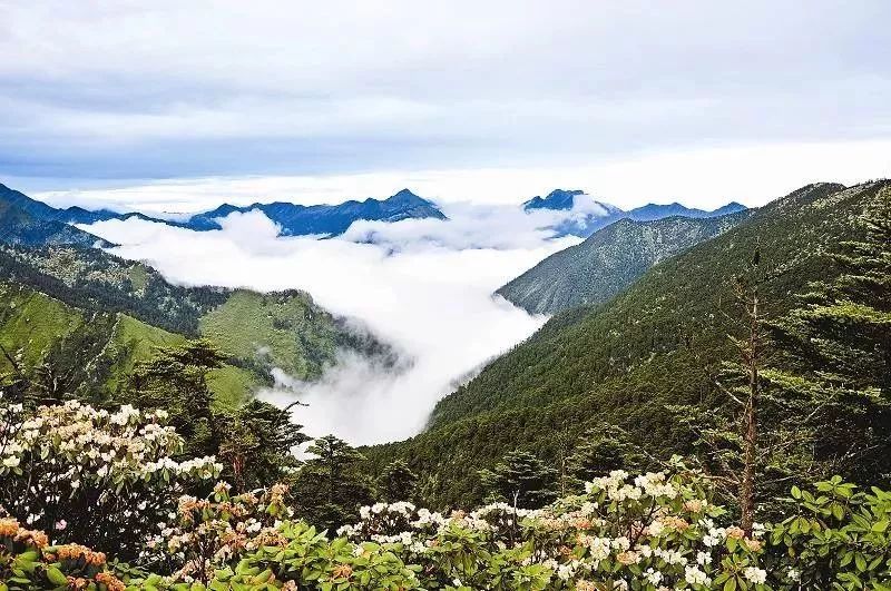 地址:雅安市蘆山縣大川鎮最佳觀景時間:10月下旬—11月自駕路線:成都