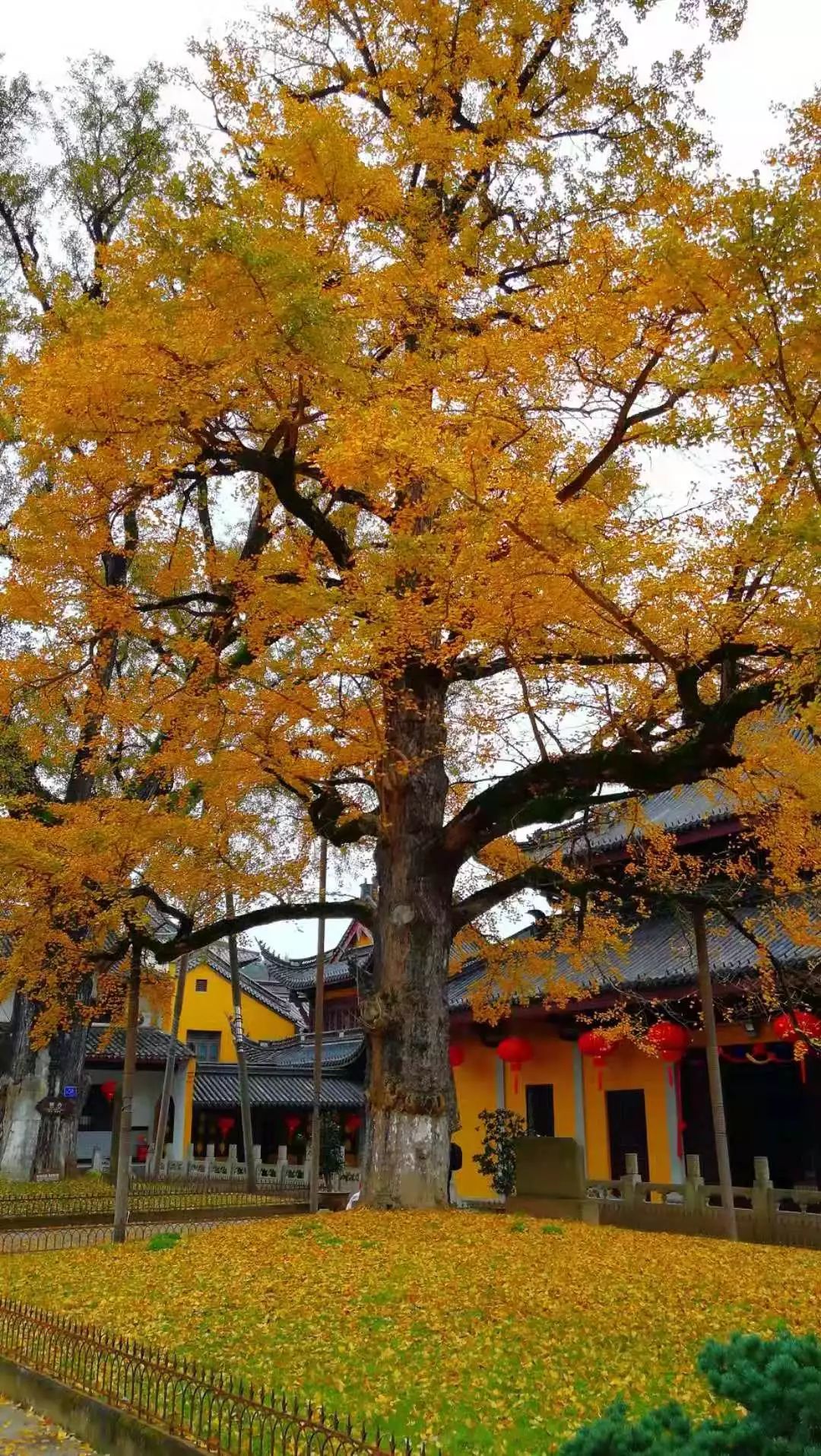 雪窦寺中共有两棵银杏古树.