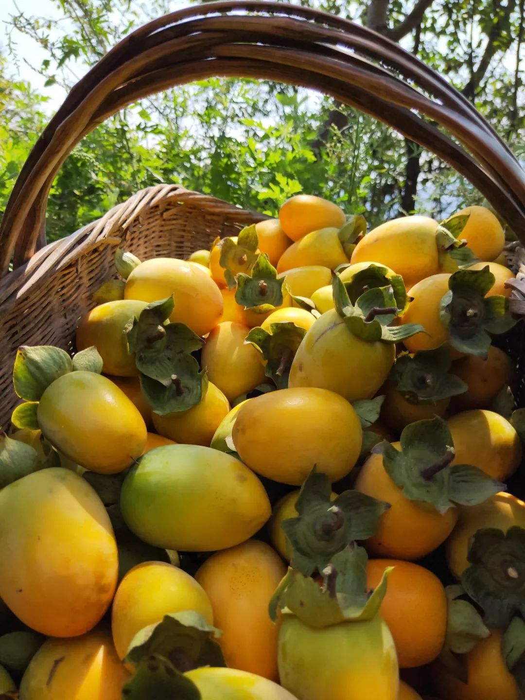 秋意浓感受安康百态秋韵