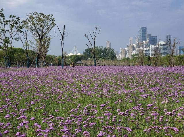 惊艳了汉口江滩四期全面完工百亩花海美呆众人简直少女天堂
