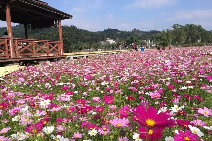 10月20日 休闲徒步红山村格桑花花海摄影,观瀑