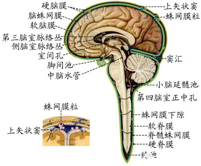 脑膜的解剖结构图图片