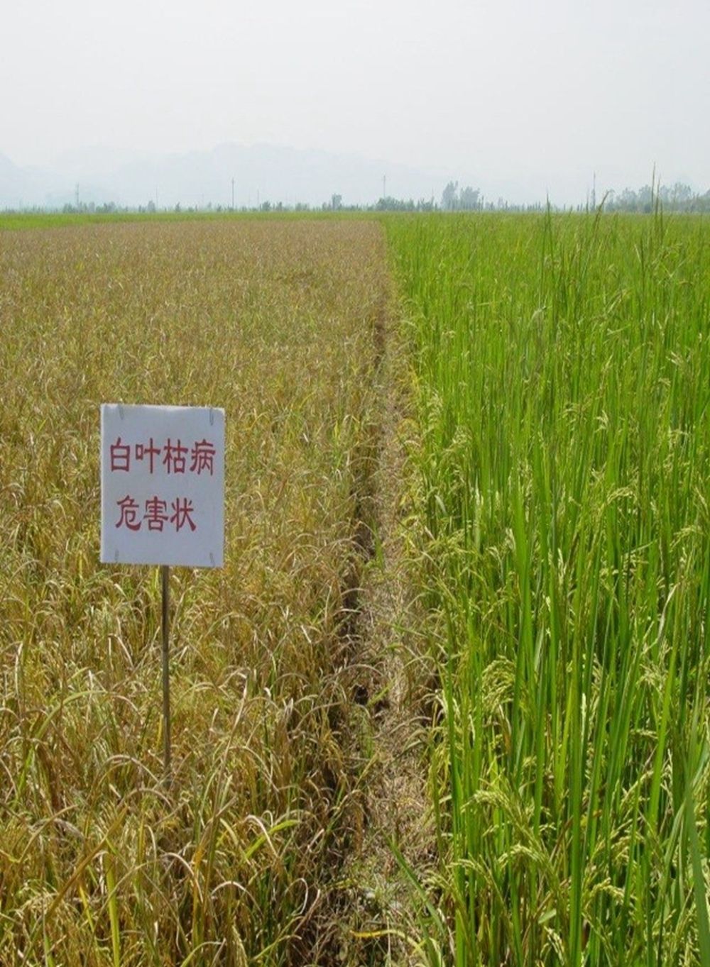 哈417水稻品种简介图片