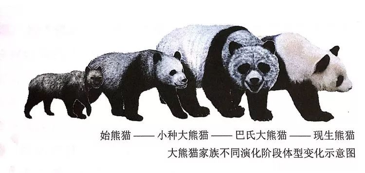 霸道熊猫进化图片