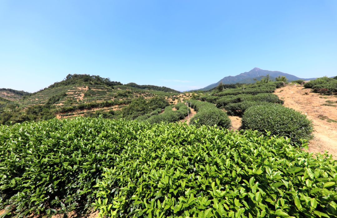 醉美茶香,诗韵四溢,带你走进葱茏叠翠的新岗茶场!