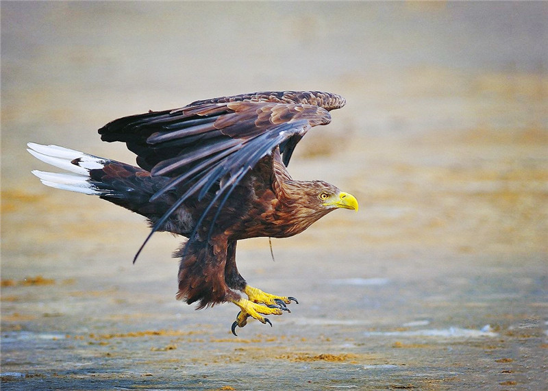 祁連山發現珍稀猛禽，叫聲如黑啄木鳥，能在空中捕食大雁 寵物 第1張