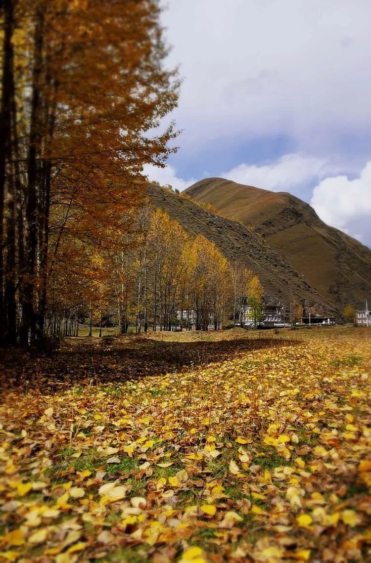 金秋十月,带你领略康定鱼子西村的秋韵