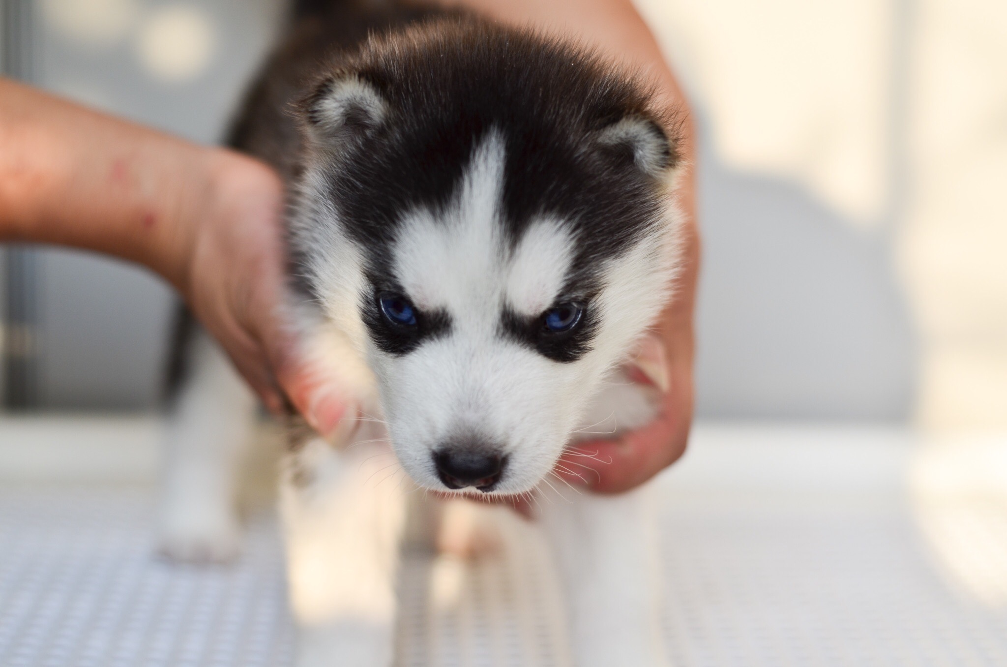 哈士奇幼犬壁纸图片