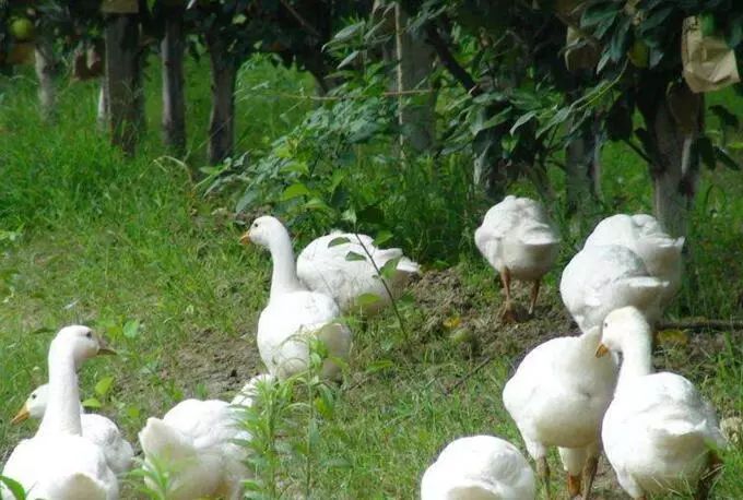 果园养鹅一举多得效益好