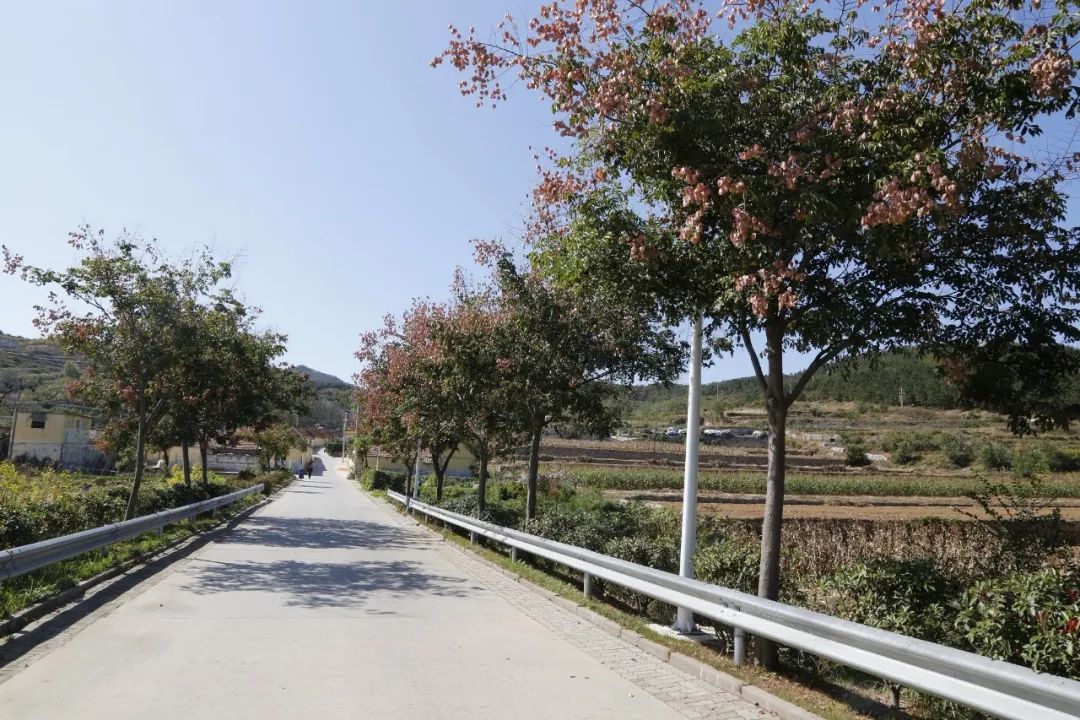 精致城市连村路绿化升级快车道变成风景线