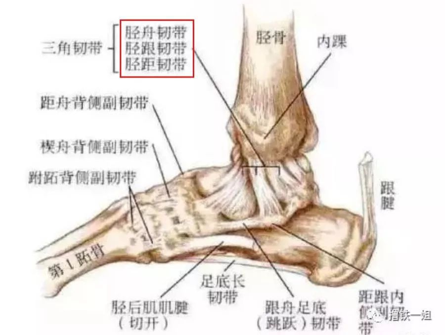 小腿外侧韧带图片