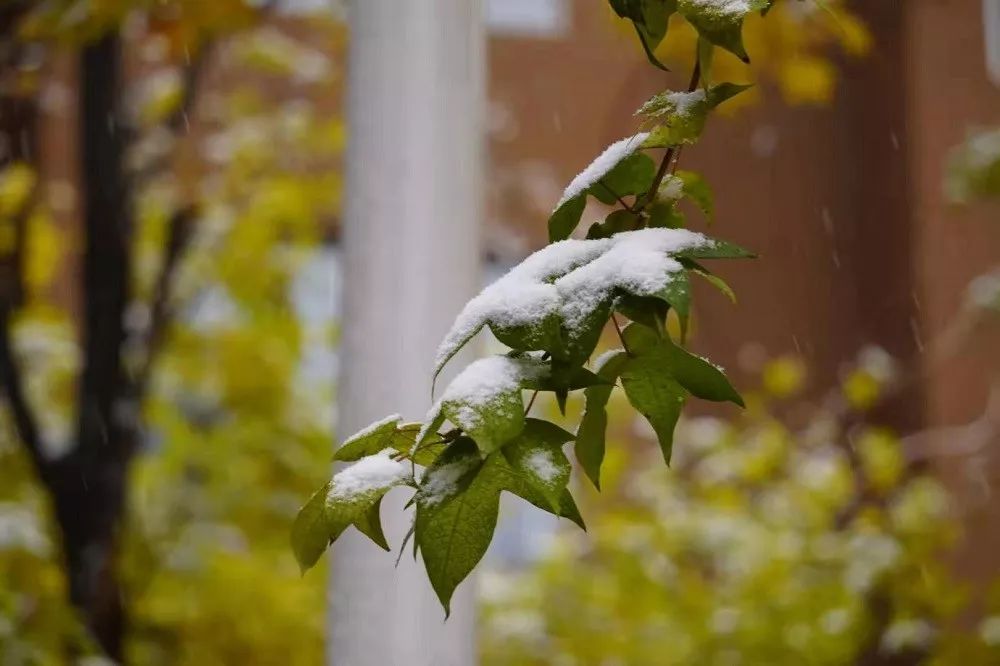 (七)十月,闲赏绒花飘素色点缀,又轻裹衣袄寒风萧瑟亦或初雪娇俏你是