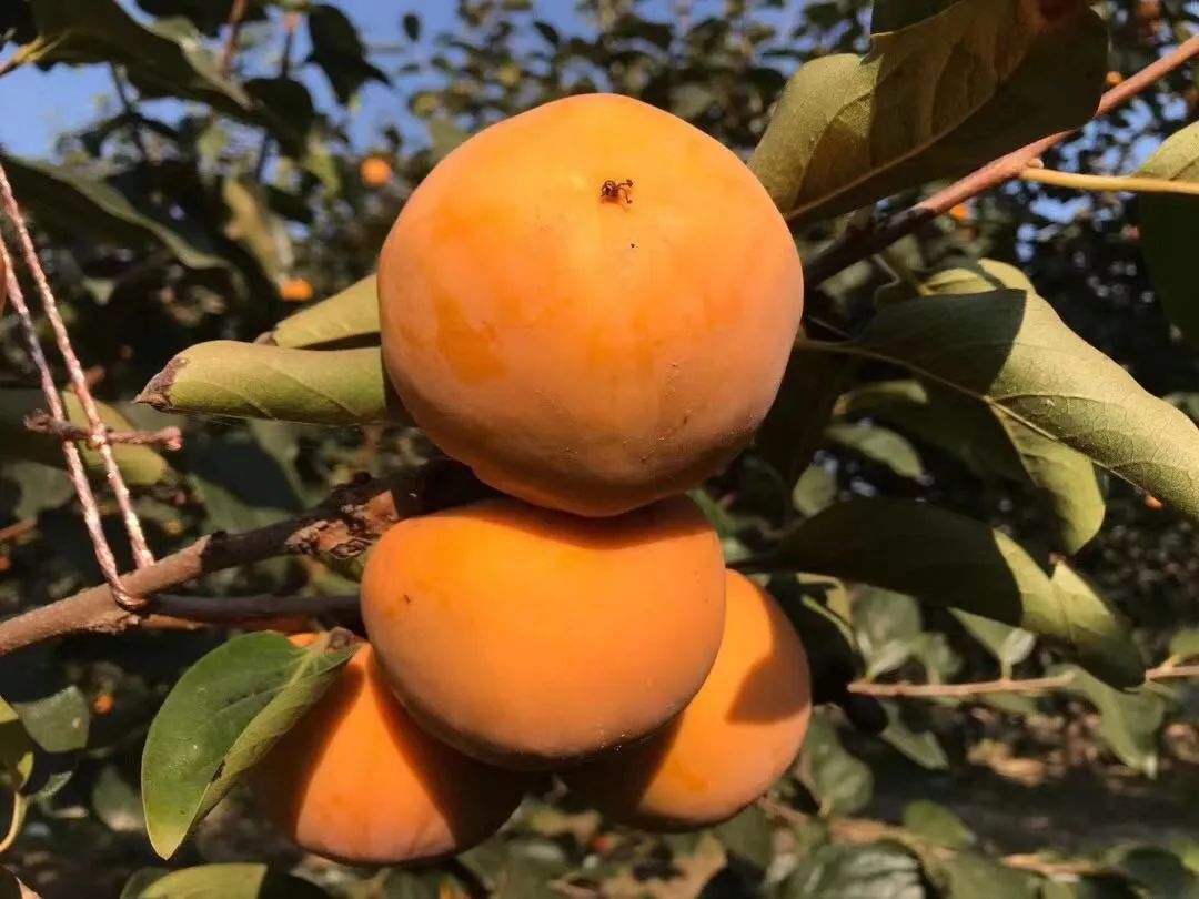 果农的采摘标准因为是脆甜柿子,所以保质期也较长可以常温放置15天