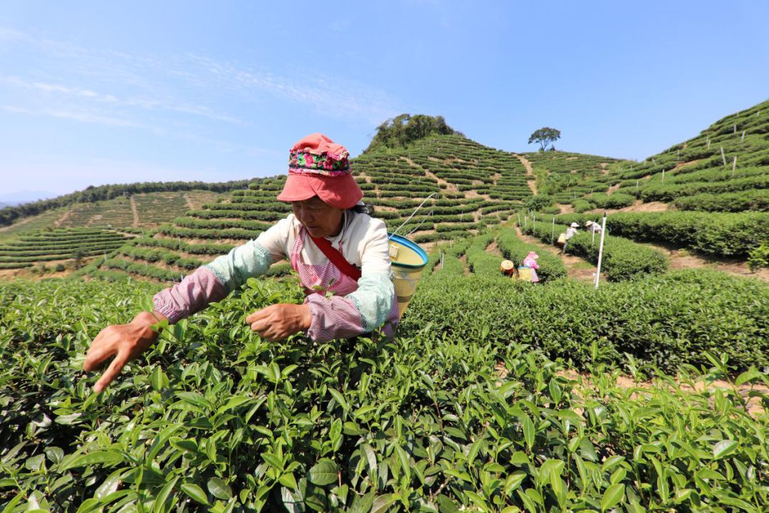 怀集新岗茶场图片