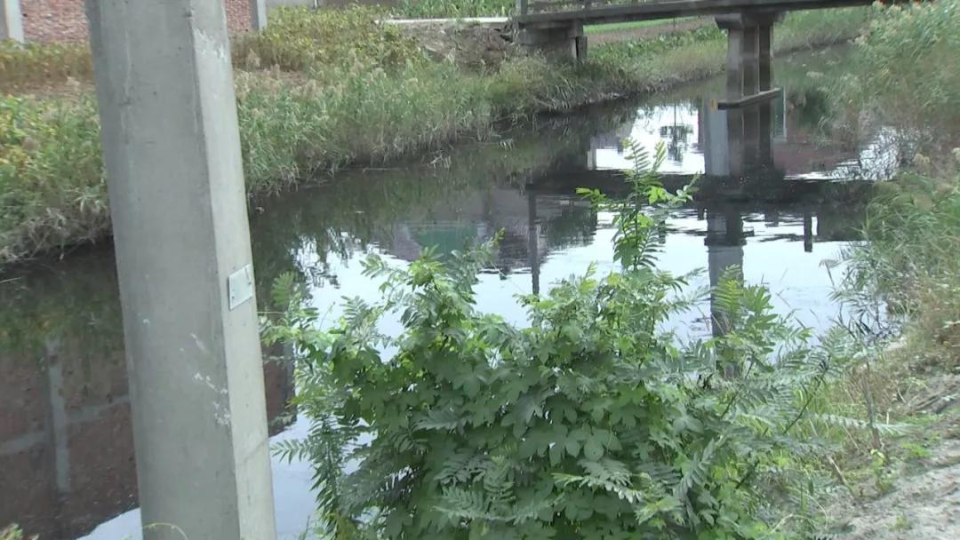 江苏南通港闸区陈桥街道月河水黑如墨汁三四年了咋还没改观