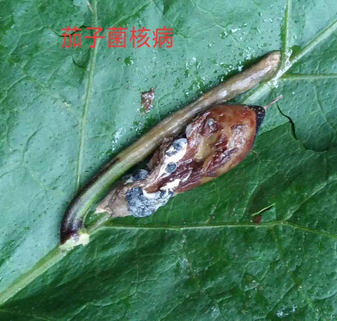 蔬菜菌核病防治歌