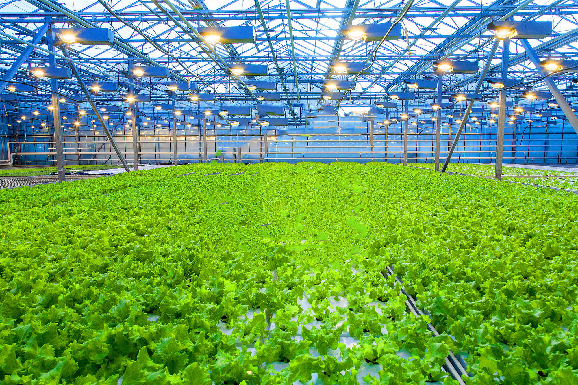 什么是智能温室大棚又有什么样的功能和优势