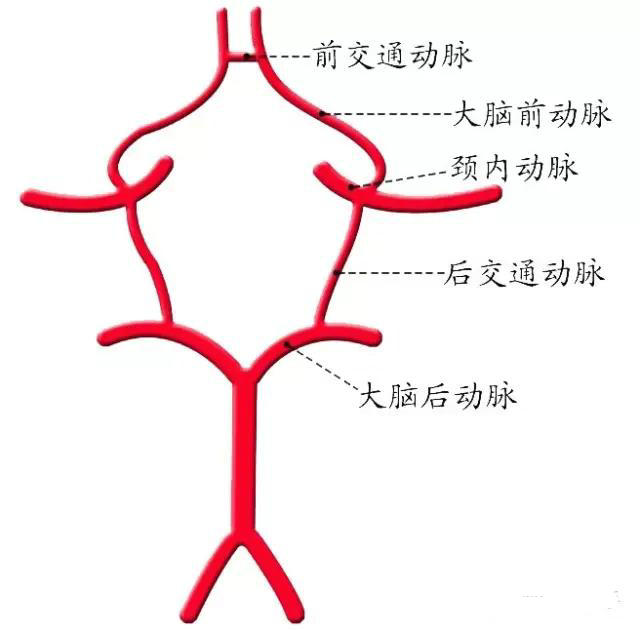 脊髓脑的被膜和血管详述