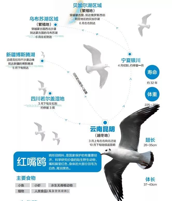 海鸥迁徙路线图片