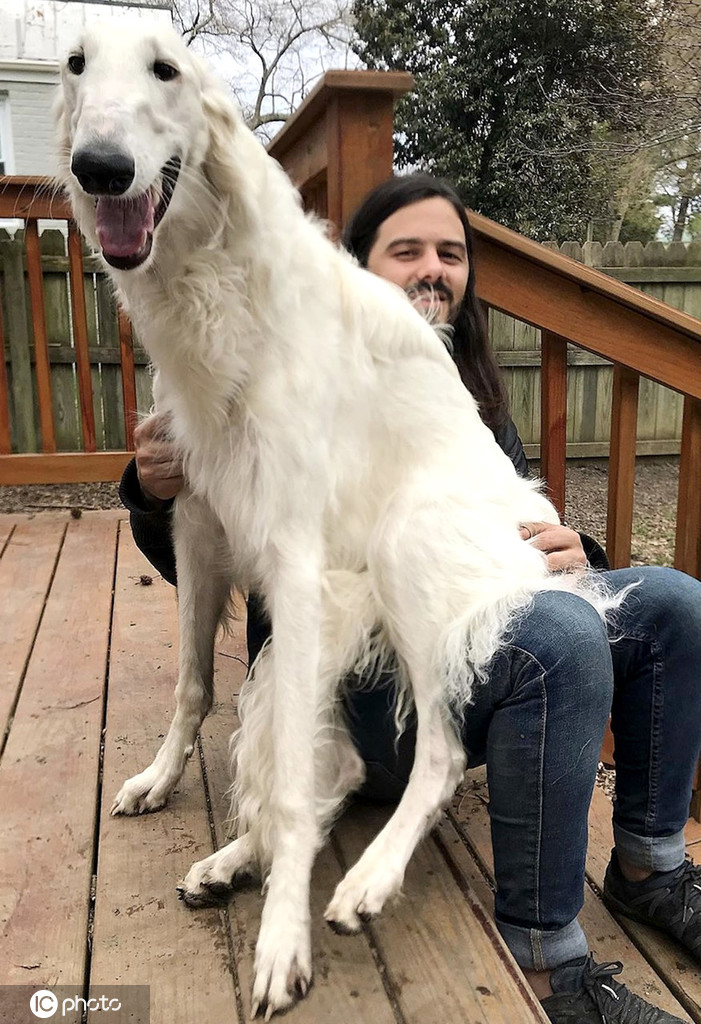 美一猎犬凭31厘米长鼻子成网红