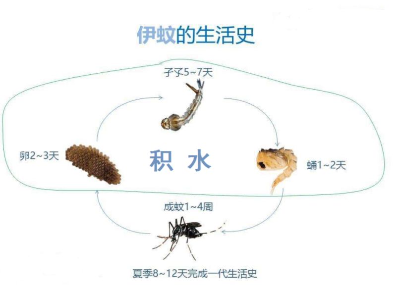 行动起来打赢防控登革热保卫战