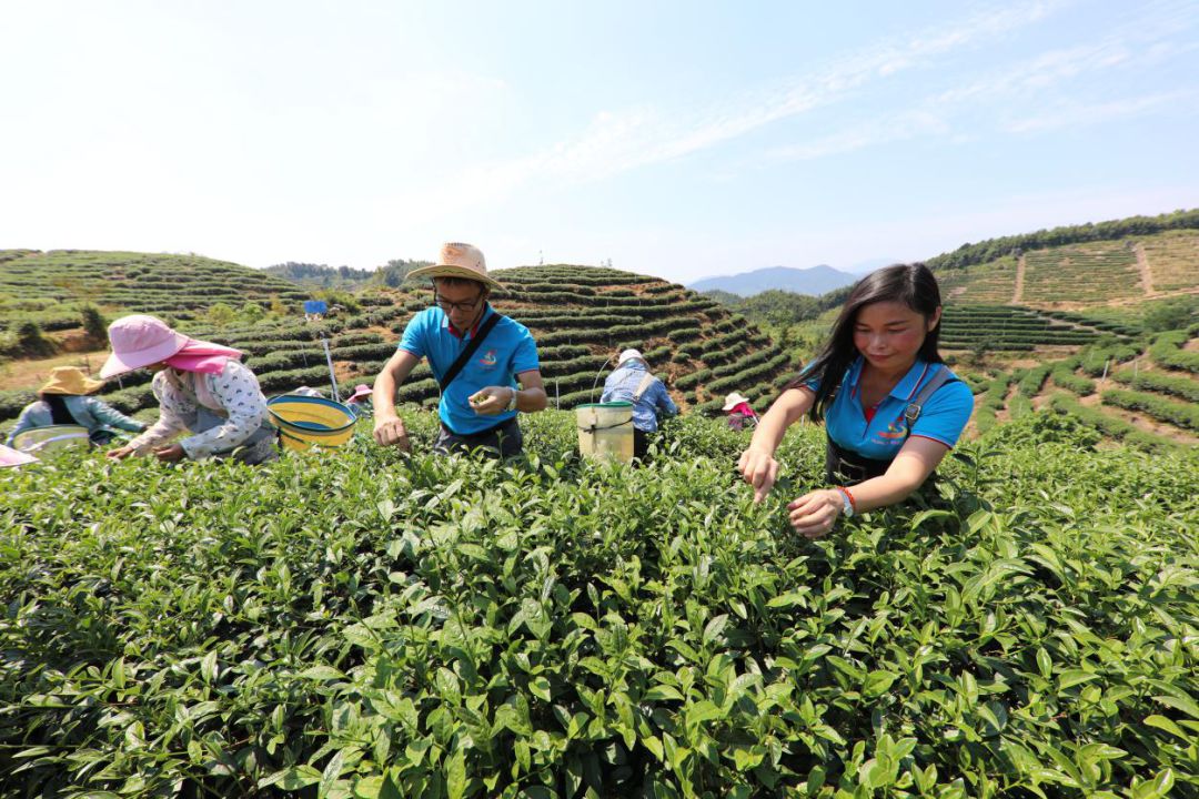 怀集新岗茶场图片