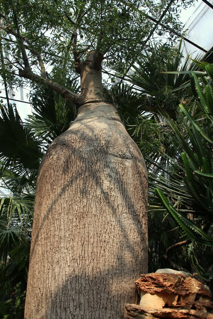 全世界最能贮水的树一棵大树能储两吨水可让一家四口饮用半年