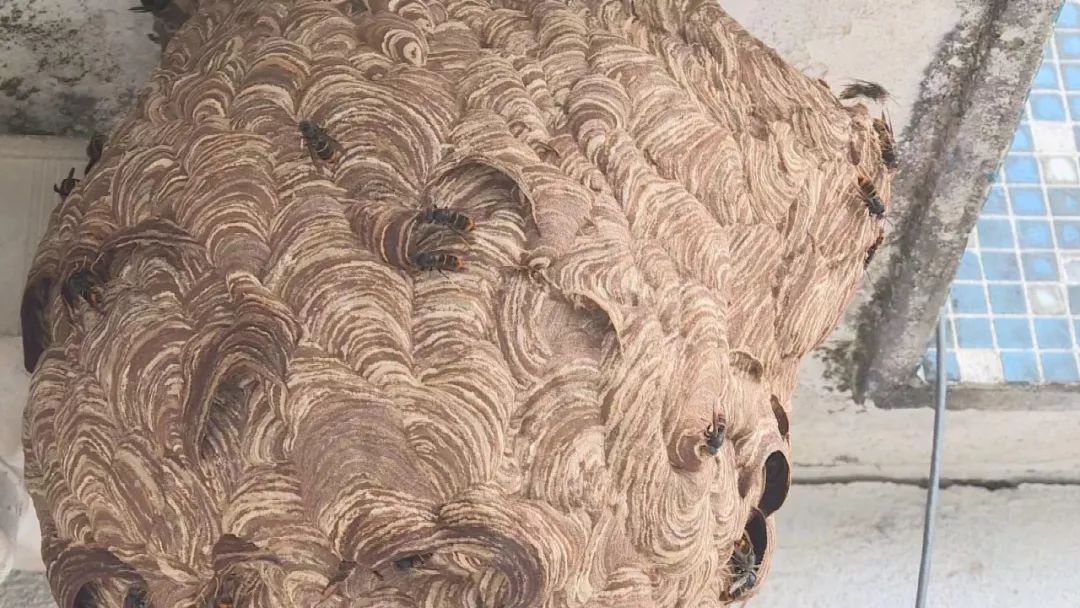 消防人员到达现场后发现,该黄脚胡蜂窝位于六楼空调外机屋檐处,属于