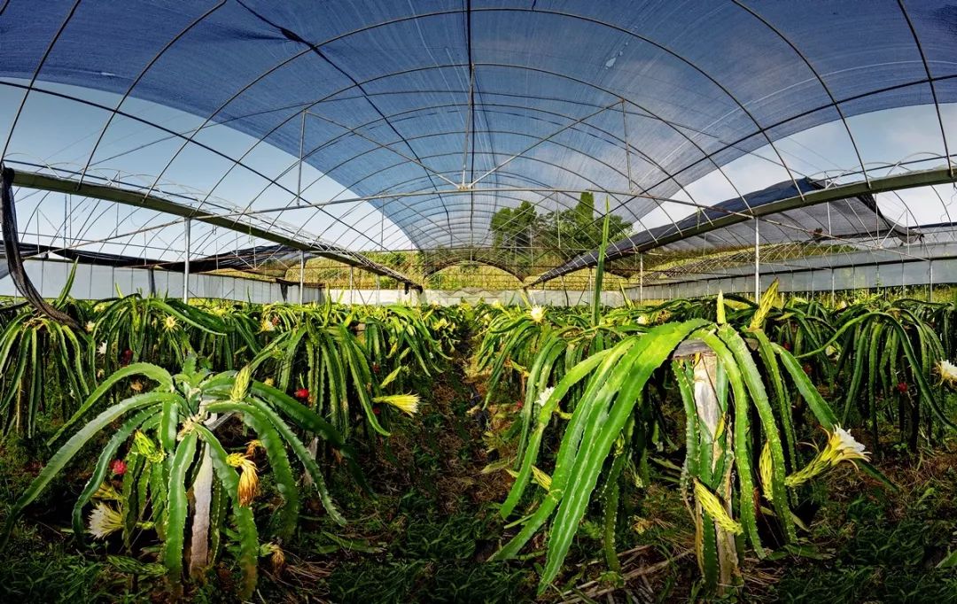 新蔡红心火龙果采摘季开始啦怎能少了你快带上小伙伴约起来