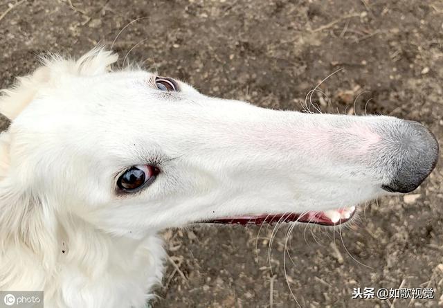 长得萌不如长得妙美国一狗狗凭31厘米大鼻子成网红霸气十足