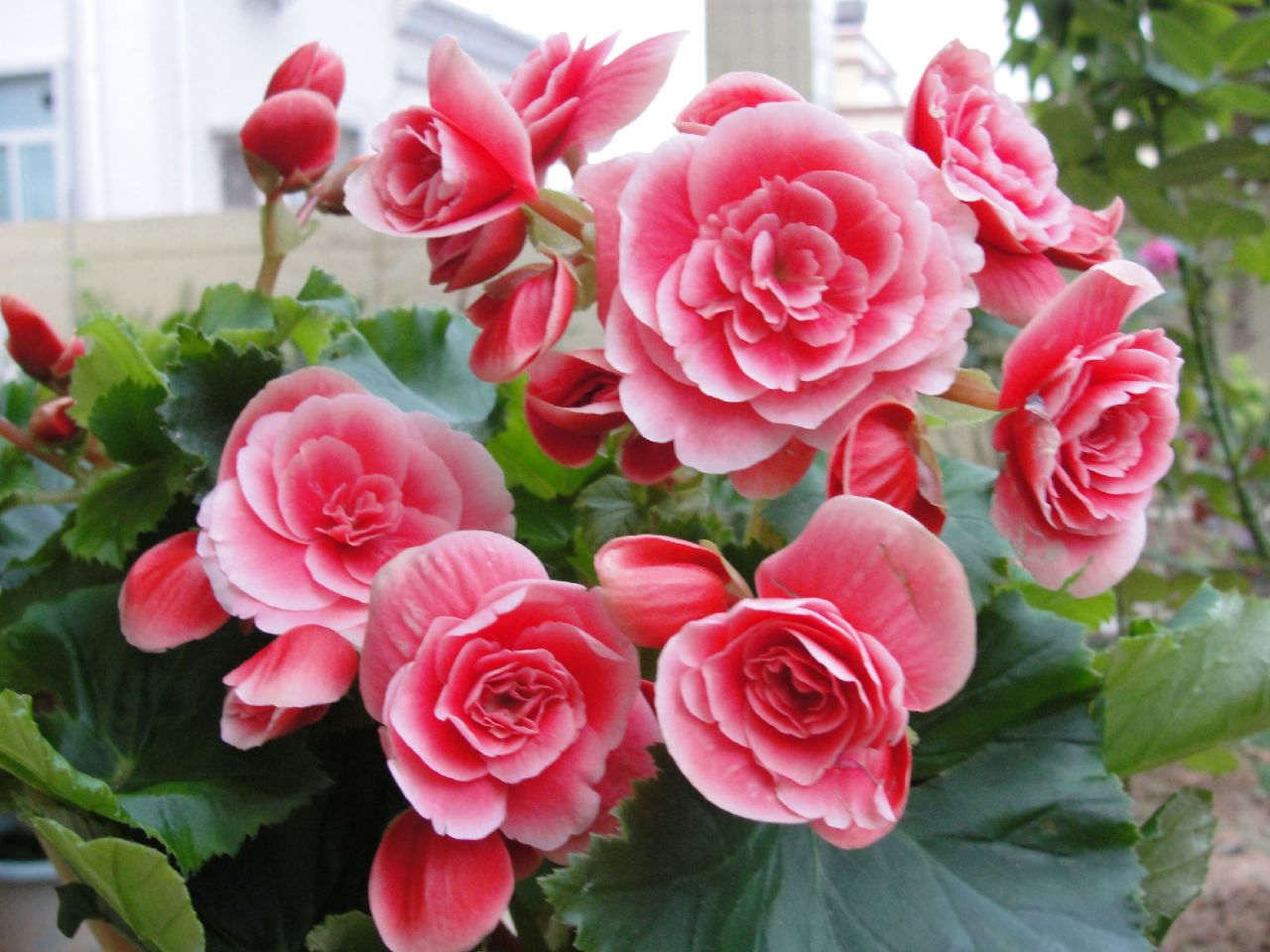 养丽格海棠并不难,学会这几个小技巧,让其越长越旺!