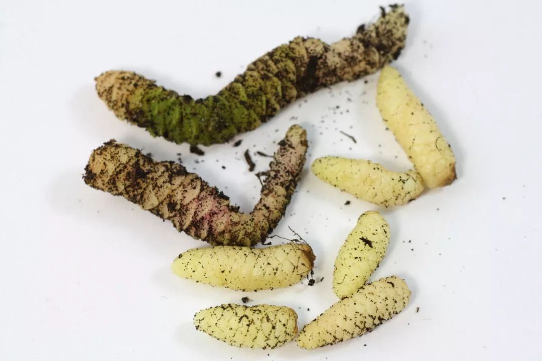 长筒花不会让你失望