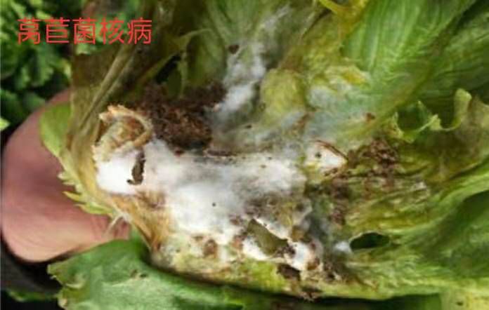 冬寒菜菌核病图片