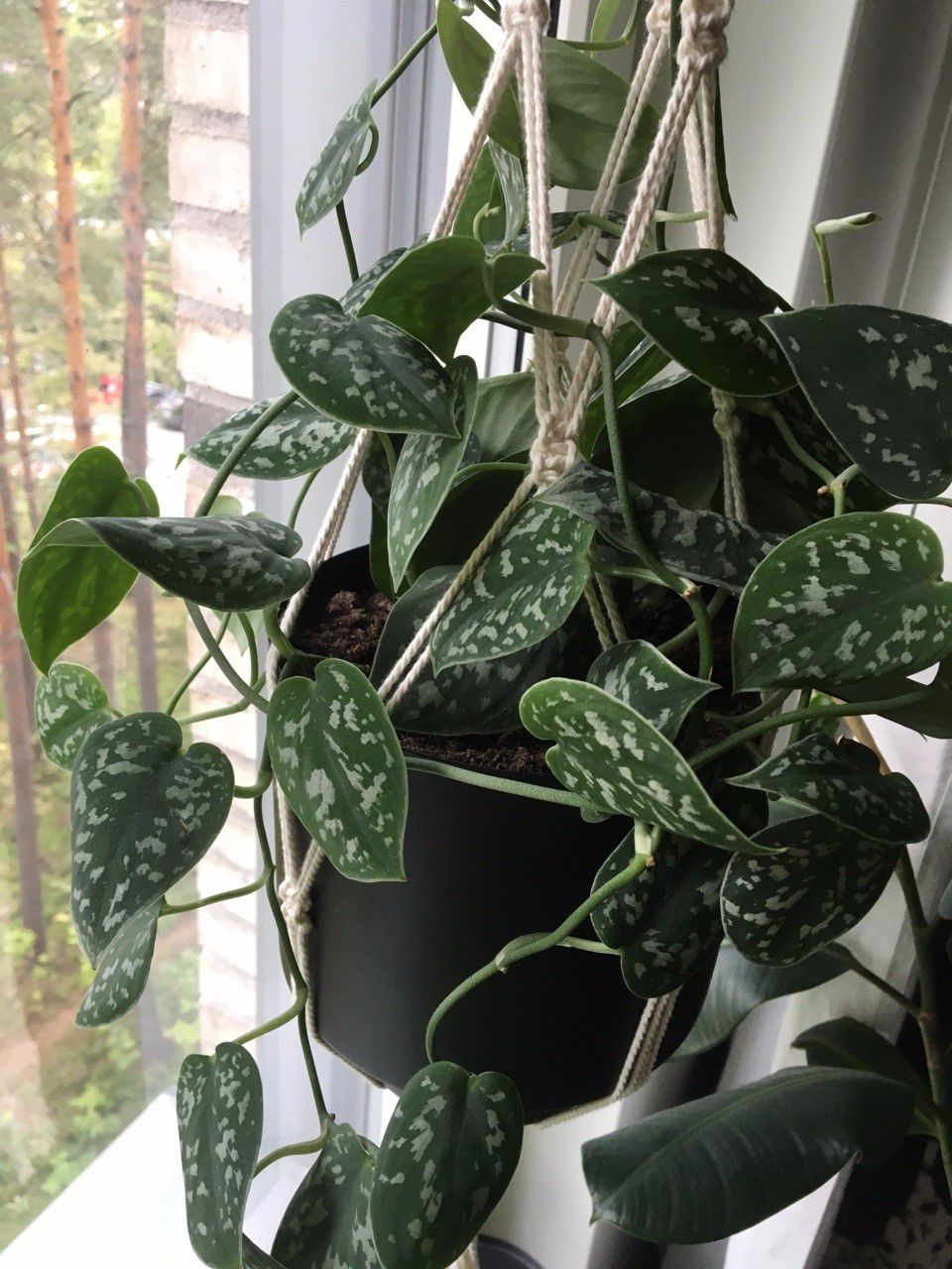 原创这个叶片斑白的银斑葛比普通的绿萝好养很多适合悬挂窗台养
