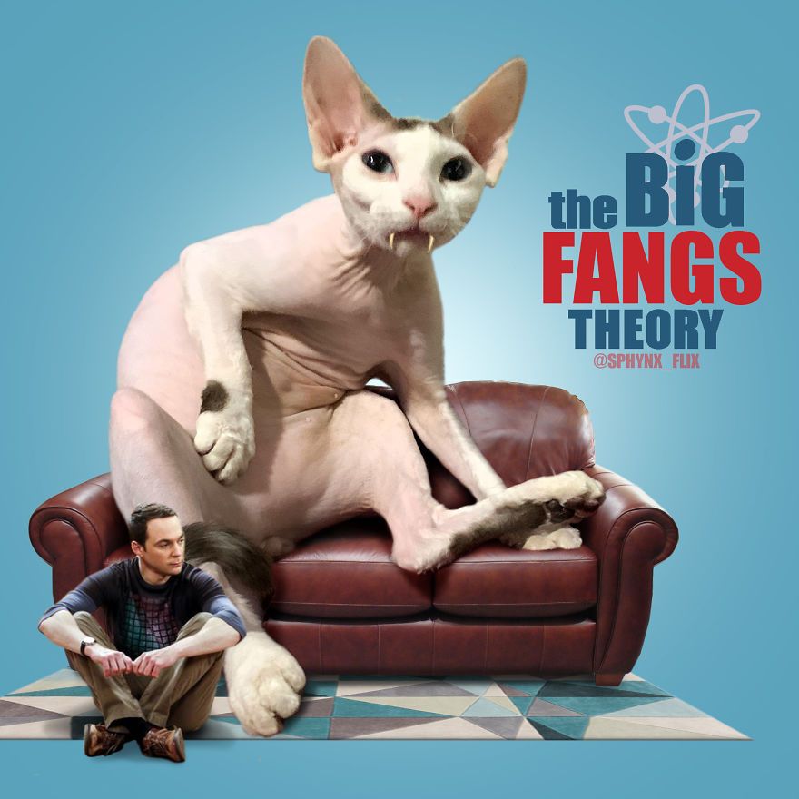 当电影海报的主角变成猫咪后,结果让人忍俊不禁