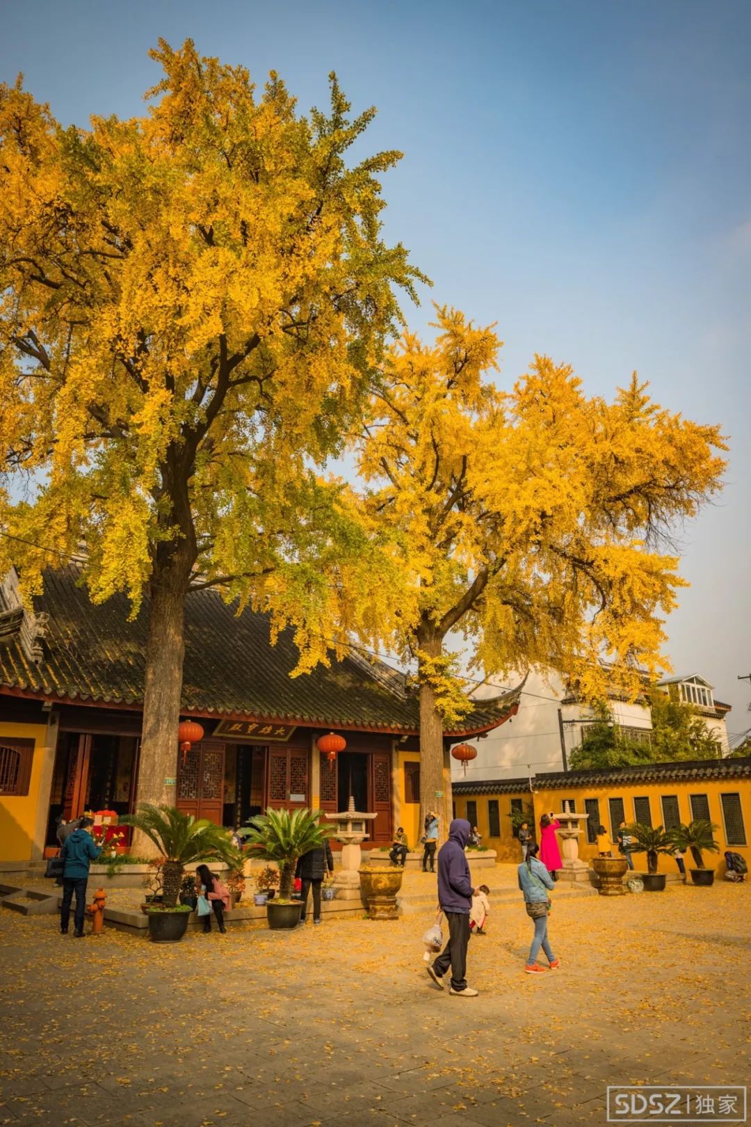 每年的金秋很多小伙伴的朋友圈都会被定慧寺的这两棵古银杏树刷屏