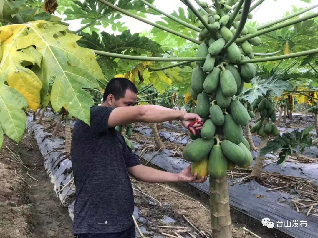 衝蔞鎮不但種植冬瓜出名這種瓜也到了採摘季