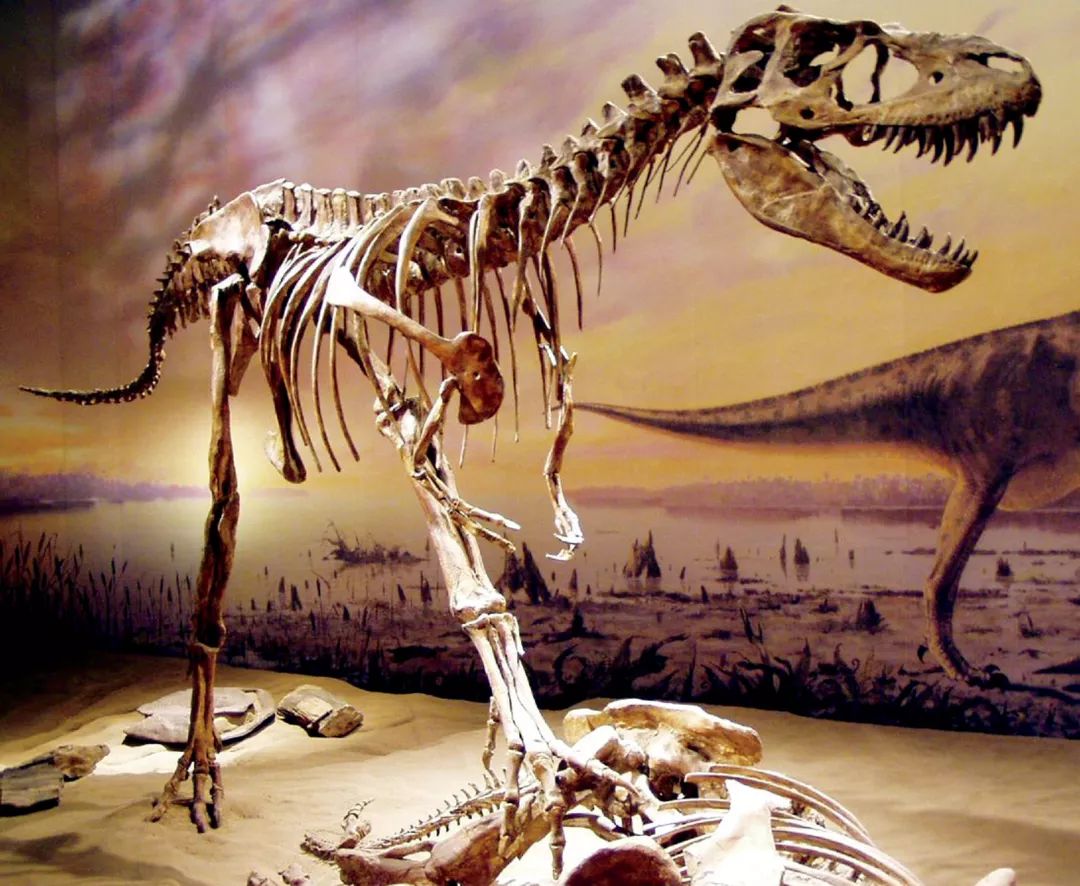 埃德蒙顿龙化石图片