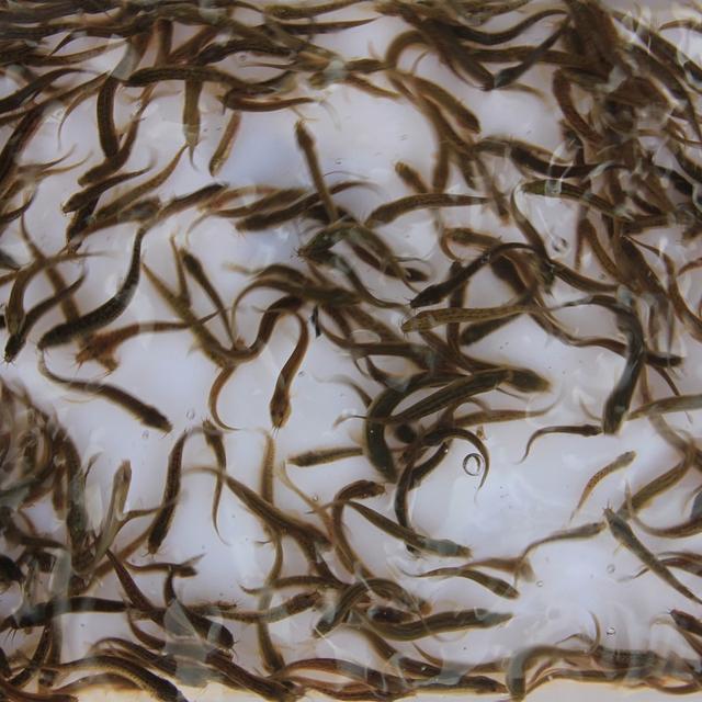 杂交泥鳅亲本培育与规模化人工繁殖技术