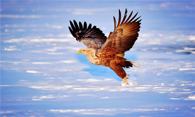 祁連山發現珍稀猛禽，叫聲如黑啄木鳥，能在空中捕食大雁 寵物 第7張