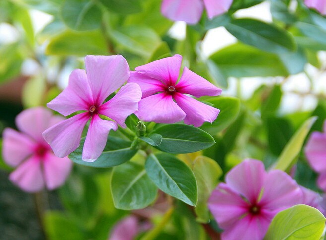 封神演义云中子进剑除妖不成留下二十四字