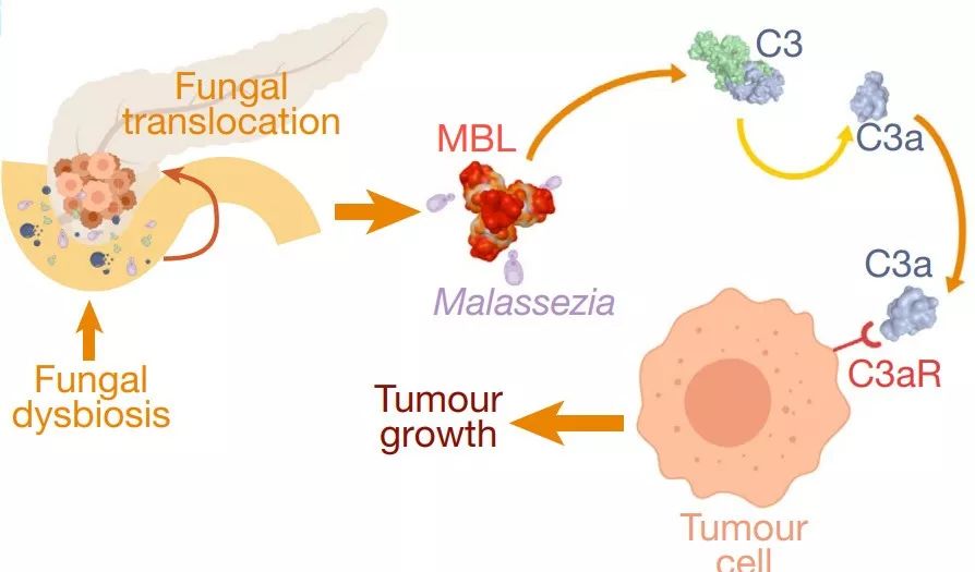 总结起来,这项研究证实了马拉色菌属-mbl-补体c3对胰腺癌的促癌作用