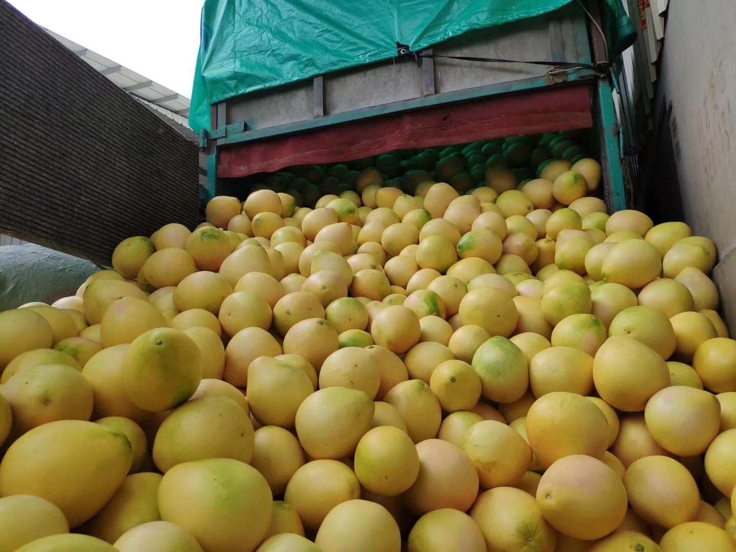 最好吃的内苑卢记蜜柚来了