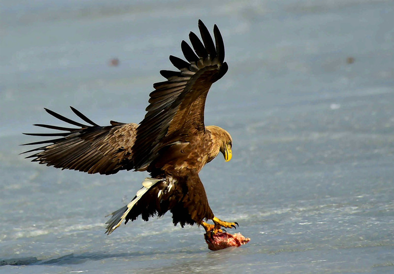 祁連山發現珍稀猛禽，叫聲如黑啄木鳥，能在空中捕食大雁 寵物 第3張